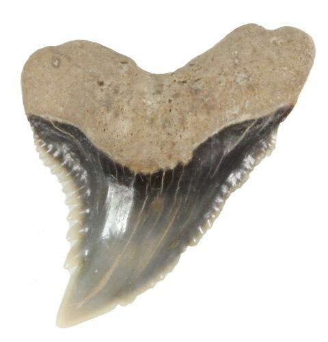 Fossil Hemipristis Shark Tooth - Maryland #42539